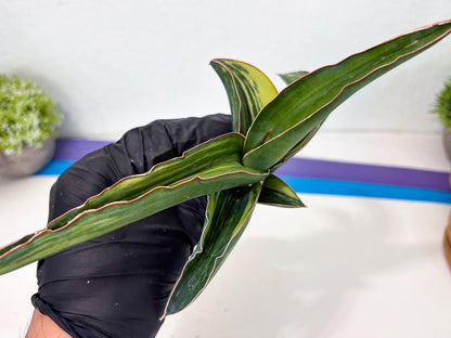 Sansevieria Robusta Var (b) | Rare imported