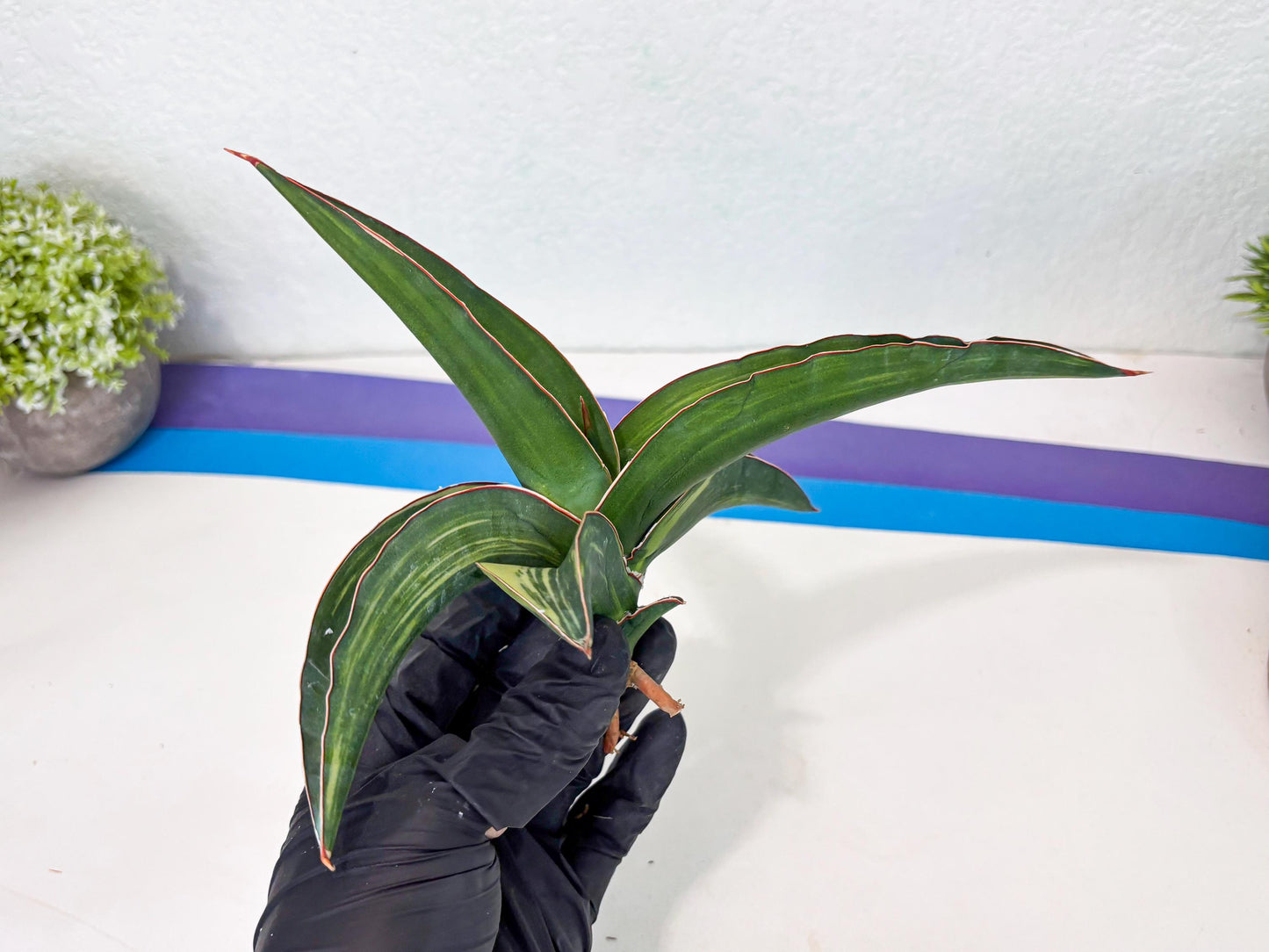 Sansevieria Robusta Var (b) | Rare imported