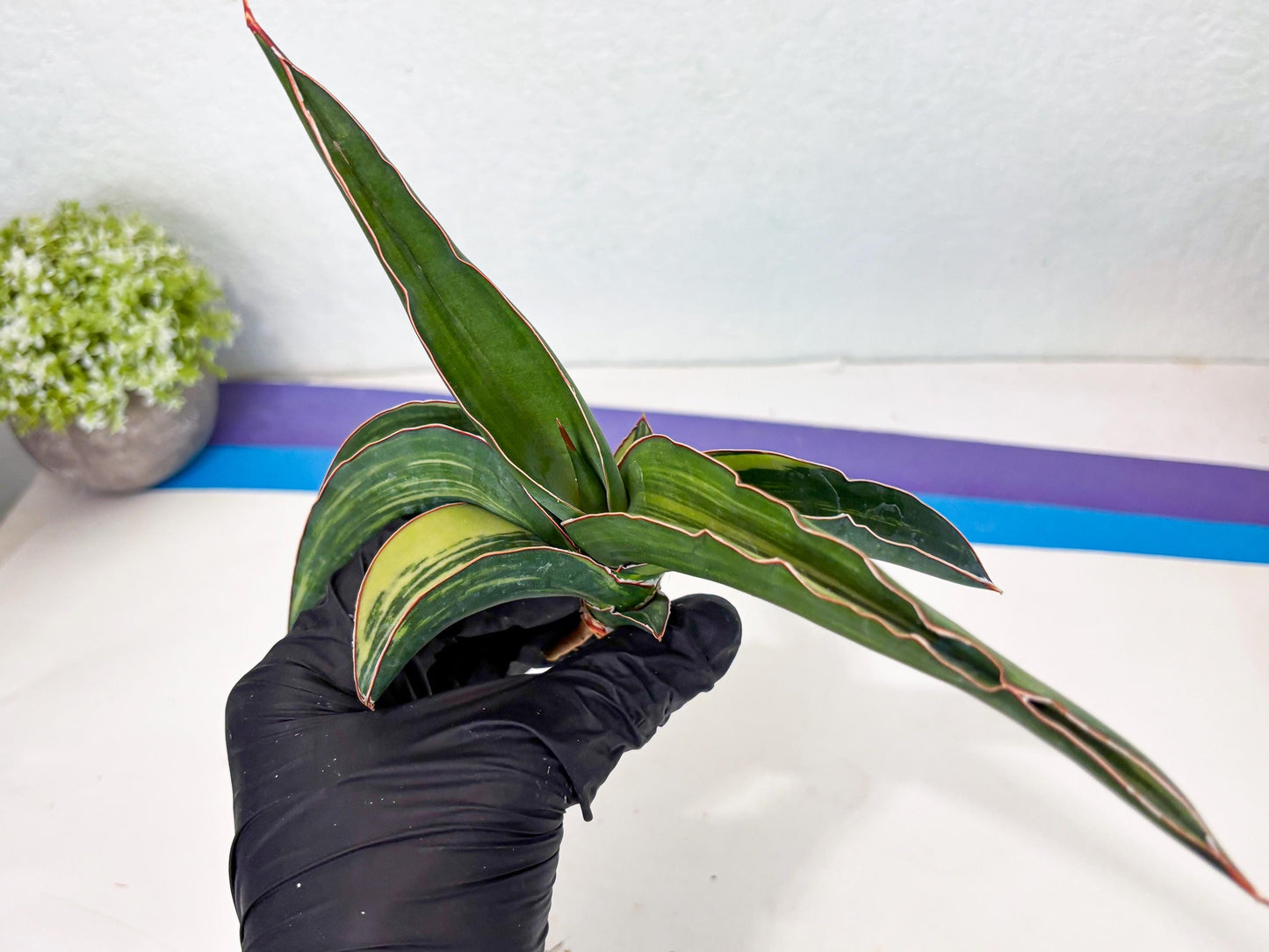 Sansevieria Robusta Var (b) | Rare imported