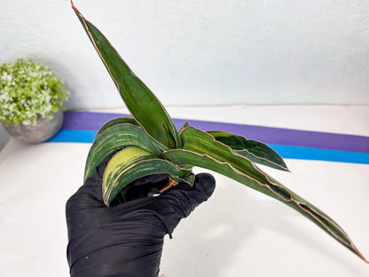 Sansevieria Robusta Var (b) | Rare imported