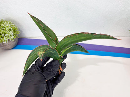 Sansevieria Robusta Var (b) | Rare imported