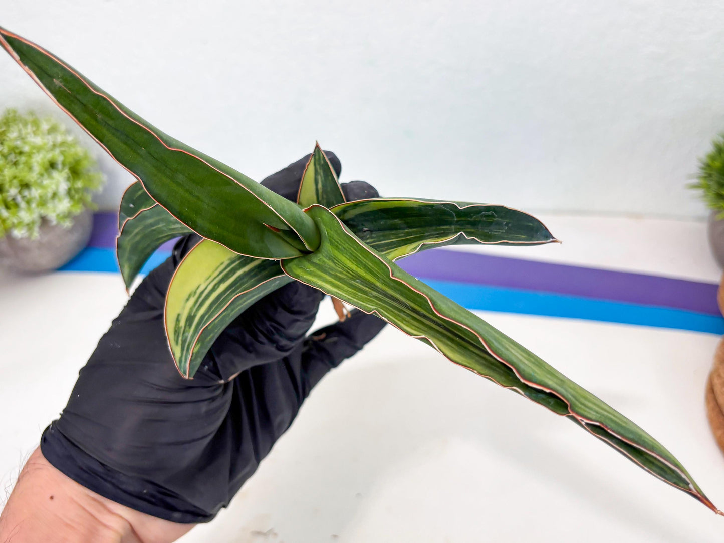 Sansevieria Robusta Var (b) | Rare imported