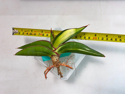 Sansevieria Robusta Var (g) | Rare imported
