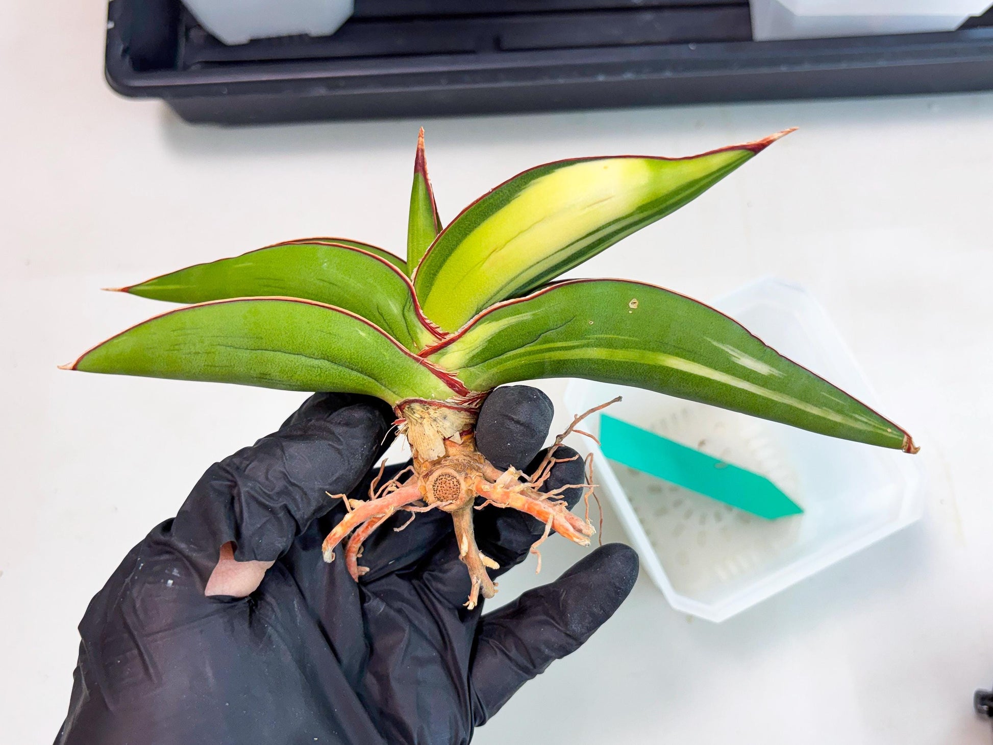Sansevieria Robusta Var (g) | Rare imported