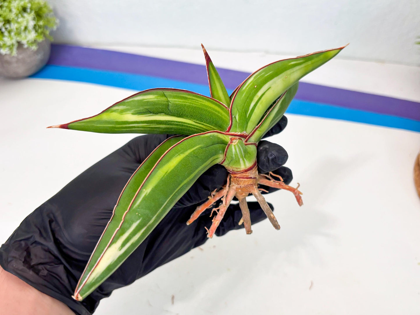 Sansevieria Robusta Var (g) | Rare imported