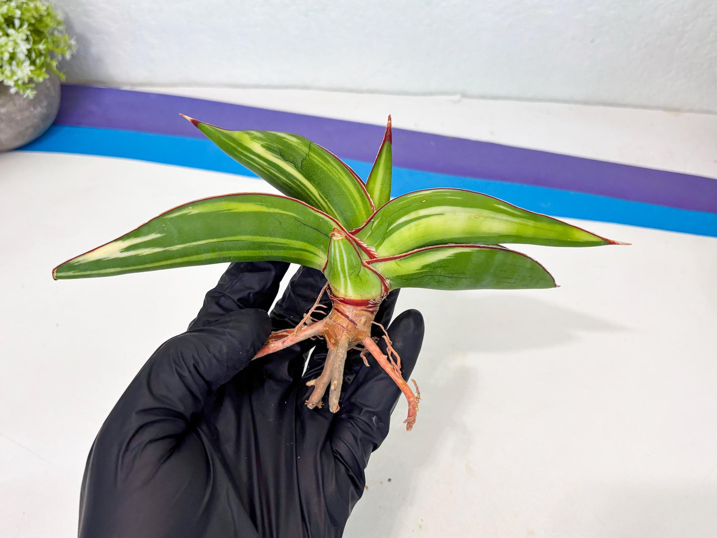 Sansevieria Robusta Var (g) | Rare imported