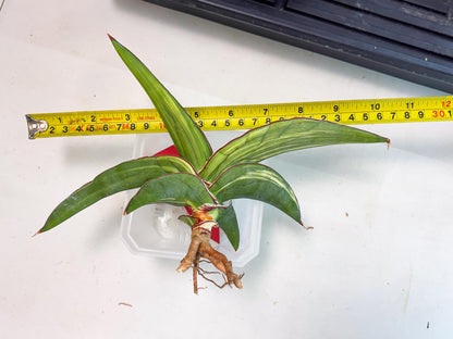 Sansevieria Robusta Var (r) | Rare imported