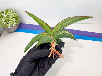 Sansevieria Robusta Var (r) | Rare imported