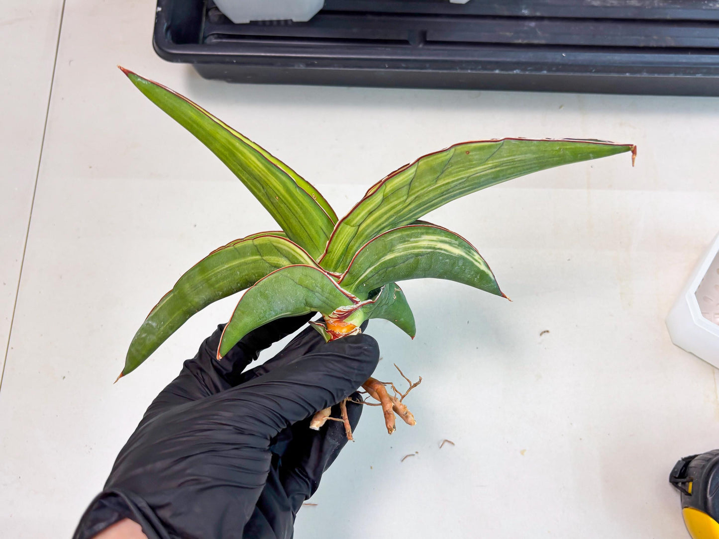 Sansevieria Robusta Var (r) | Rare imported