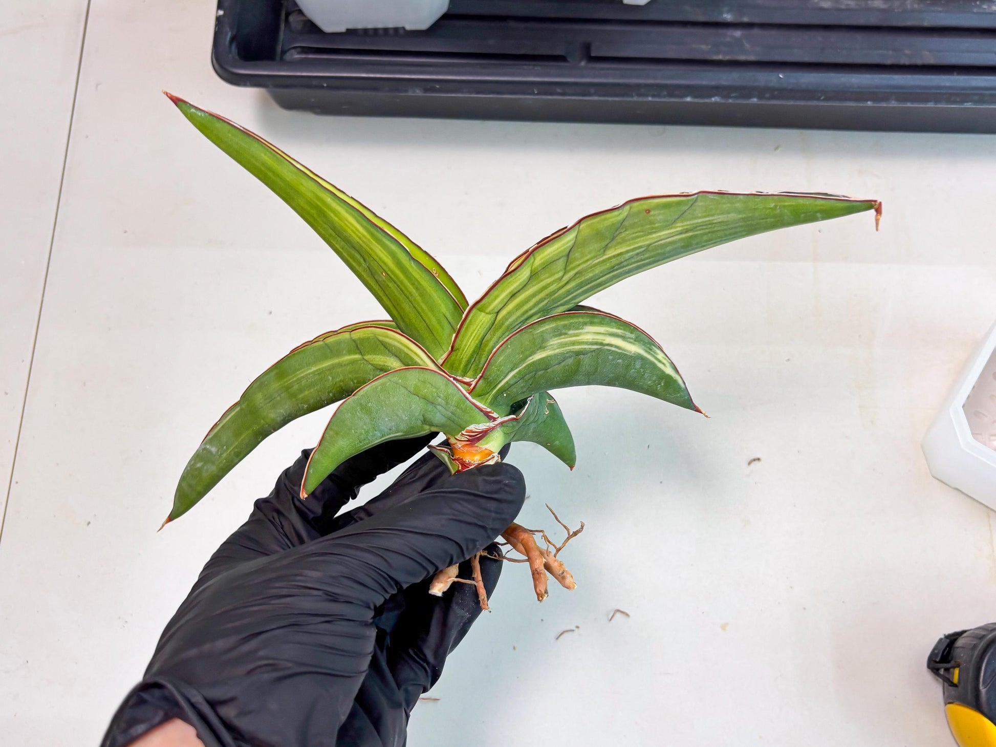 Sansevieria Robusta Var (r) | Rare imported