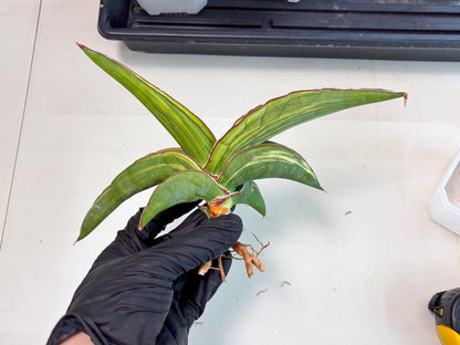 Sansevieria Robusta Var (r) | Rare imported