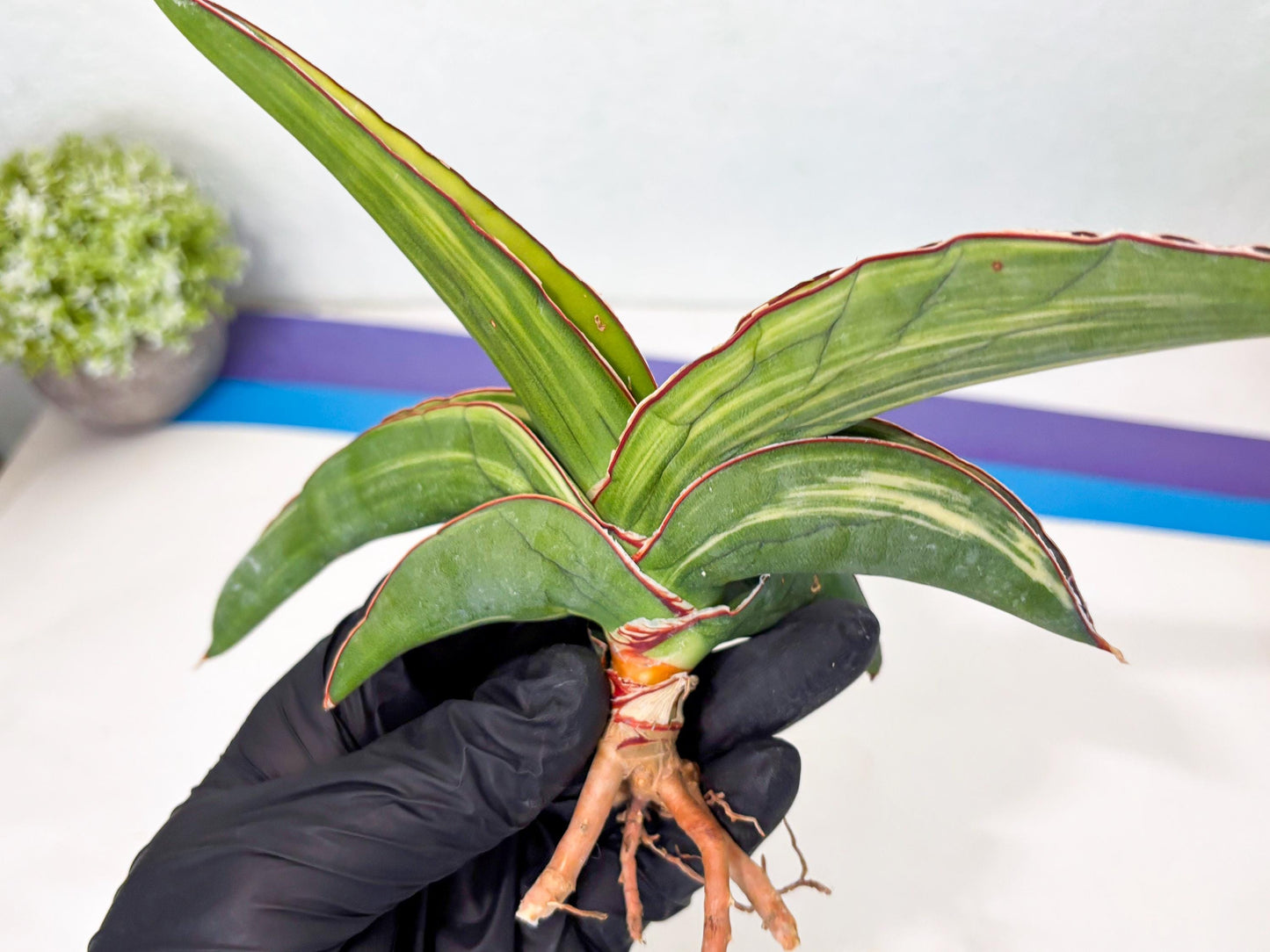 Sansevieria Robusta Var (r) | Rare imported