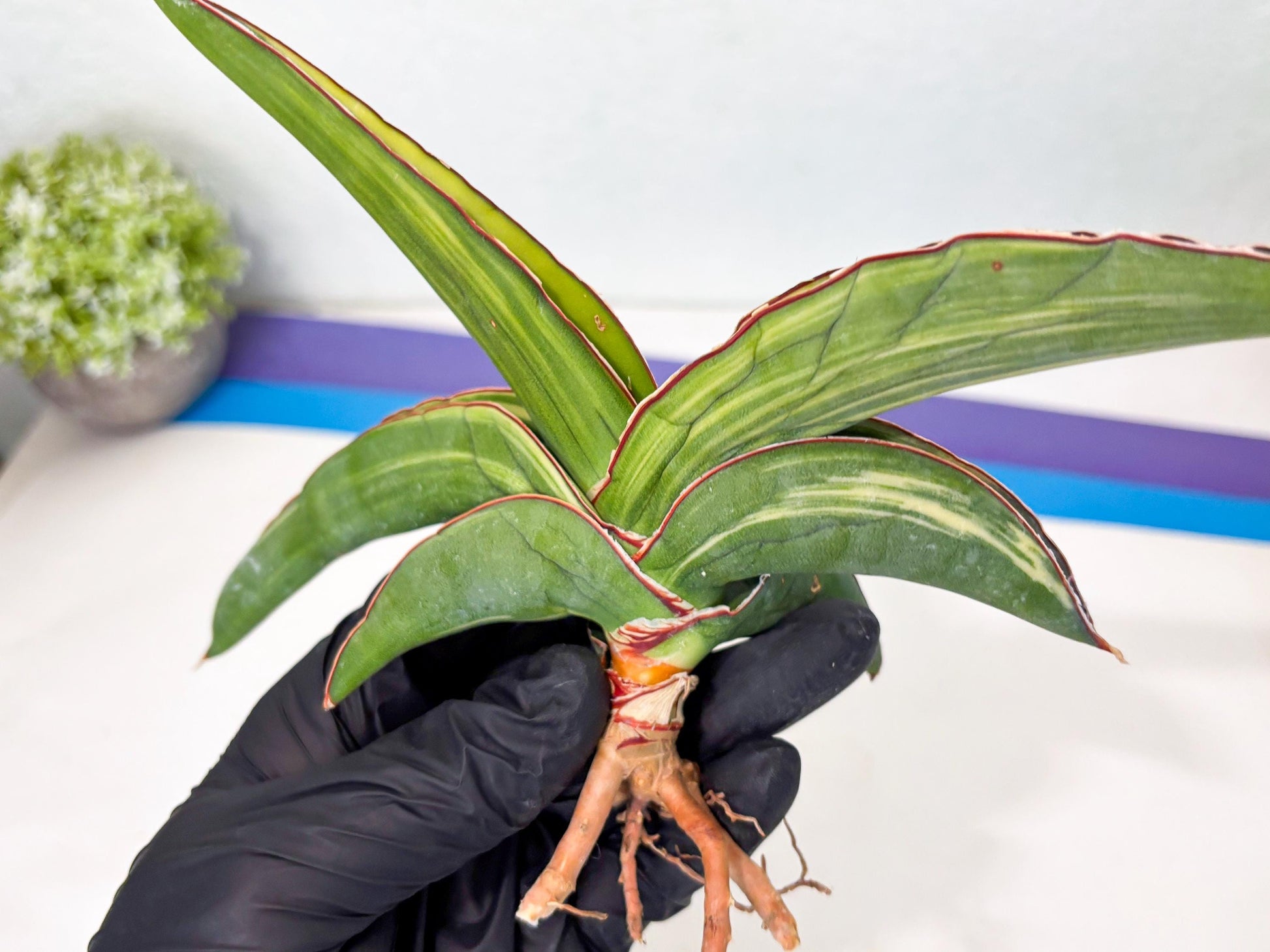Sansevieria Robusta Var (r) | Rare imported