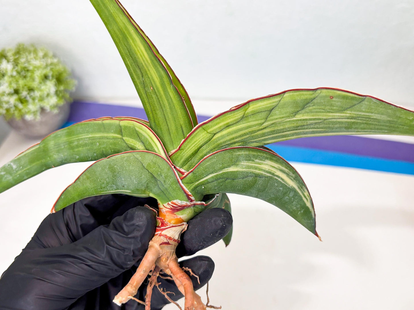 Sansevieria Robusta Var (r) | Rare imported