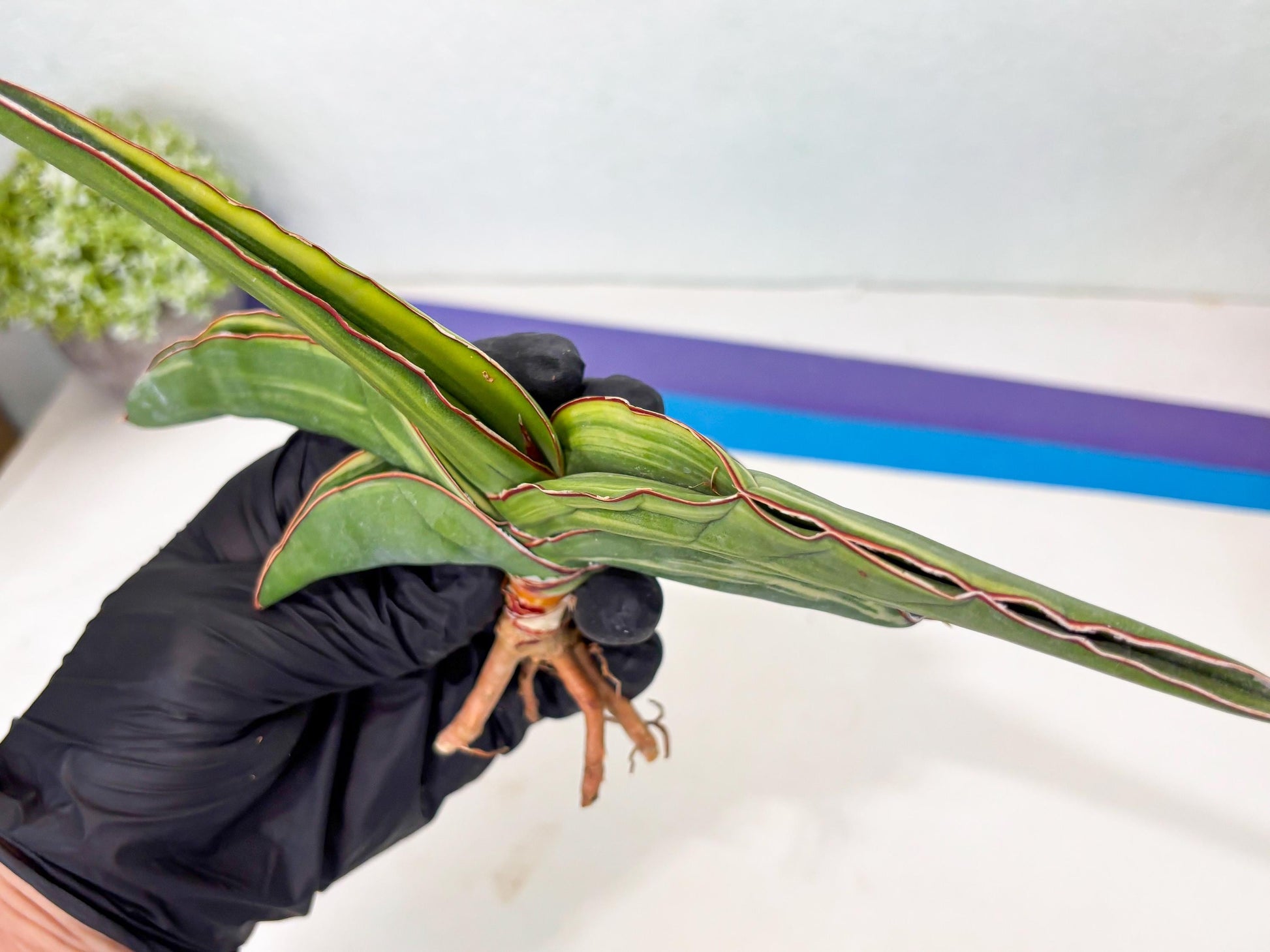 Sansevieria Robusta Var (r) | Rare imported