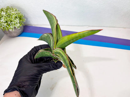 Sansevieria Robusta Var (r) | Rare imported
