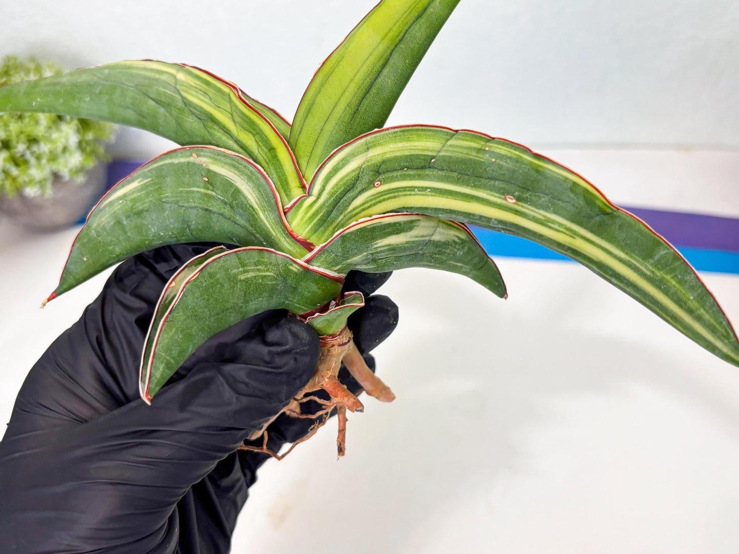 Sansevieria Robusta Var (r) | Rare imported