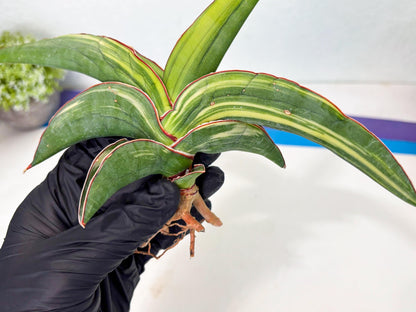 Sansevieria Robusta Var (r) | Rare imported