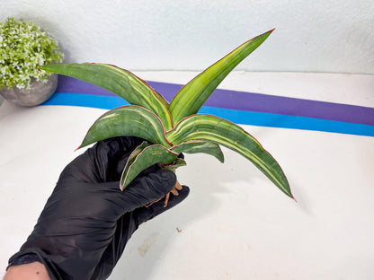 Sansevieria Robusta Var (r) | Rare imported