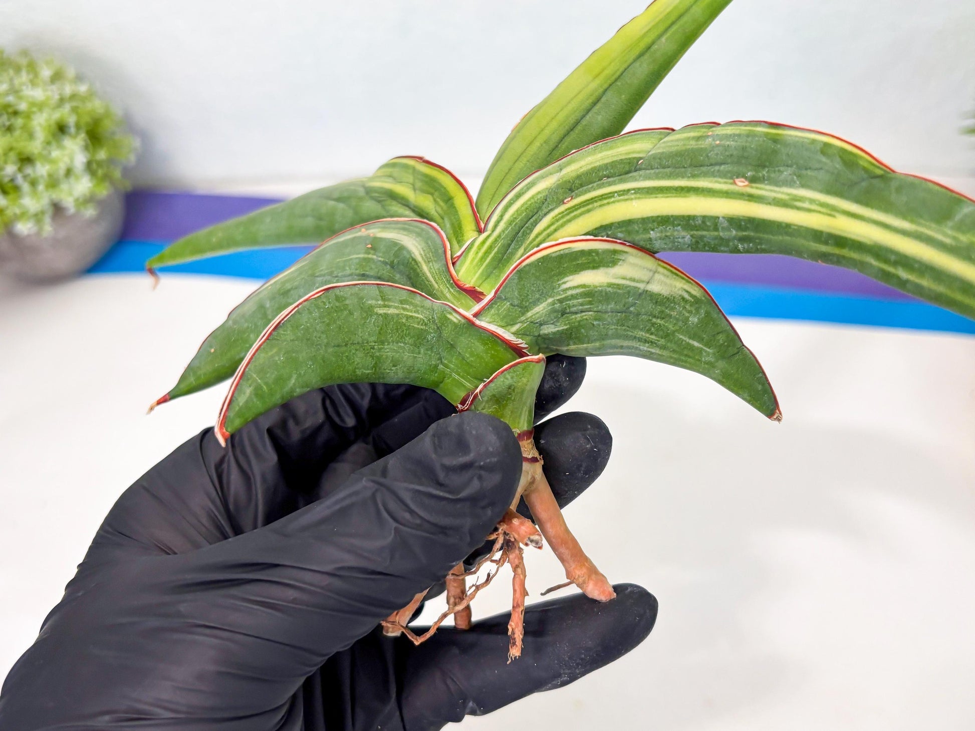 Sansevieria Robusta Var (r) | Rare imported