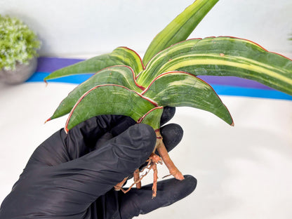 Sansevieria Robusta Var (r) | Rare imported