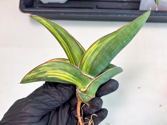 Sansevieria Robusta Var (o) | Rare imported
