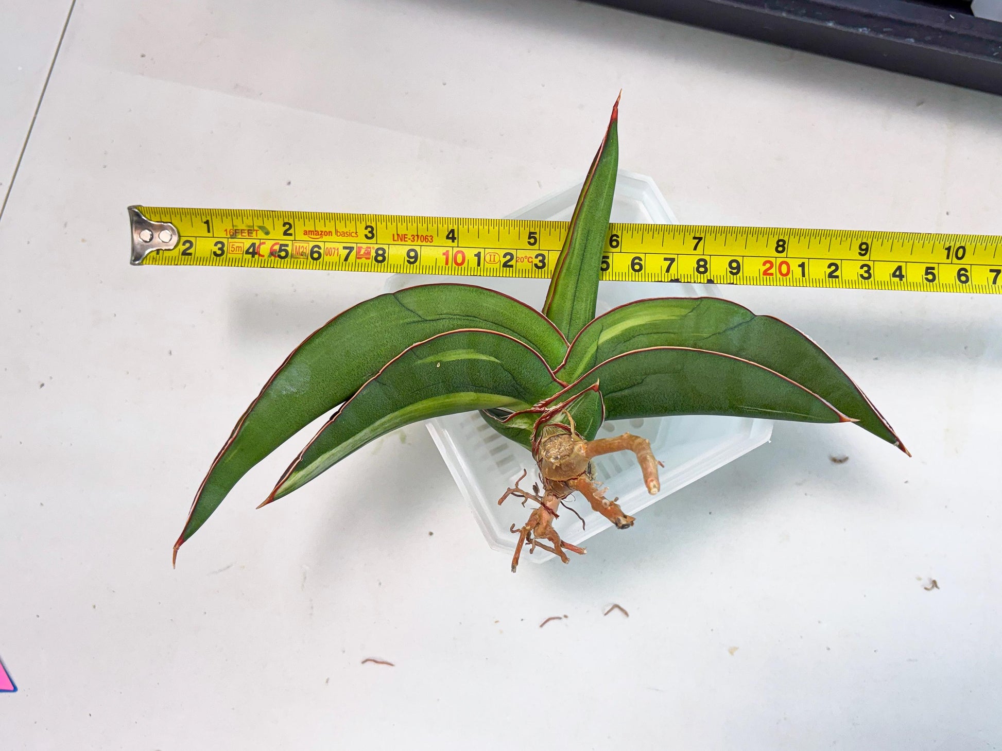 Sansevieria Robusta Var (pb) | Rare imported
