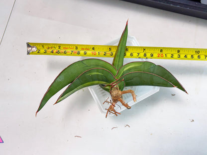 Sansevieria Robusta Var (pb) | Rare imported
