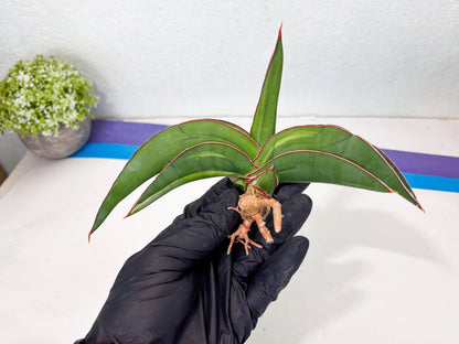Sansevieria Robusta Var (pb) | Rare imported
