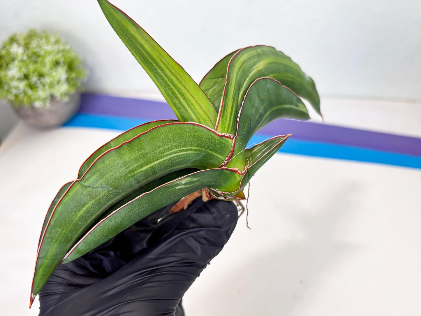 Sansevieria Robusta Var (pb) | Rare imported