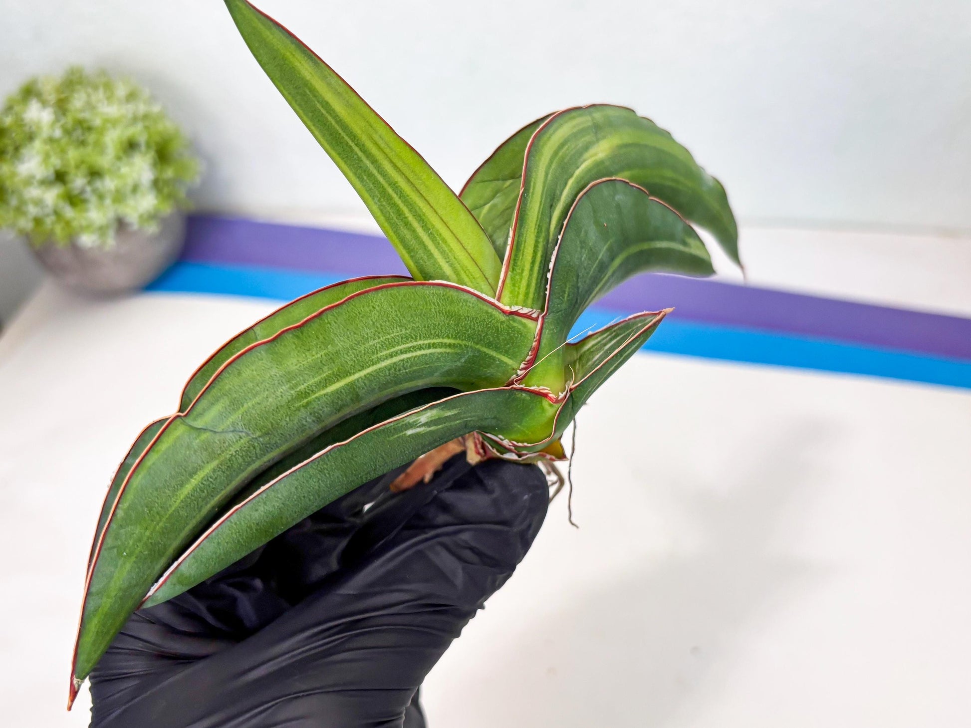 Sansevieria Robusta Var (pb) | Rare imported