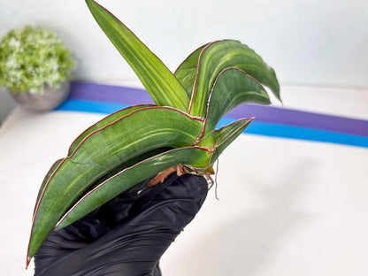 Sansevieria Robusta Var (pb) | Rare imported