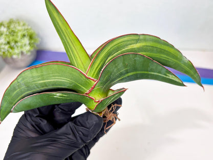 Sansevieria Robusta Var (pb) | Rare imported