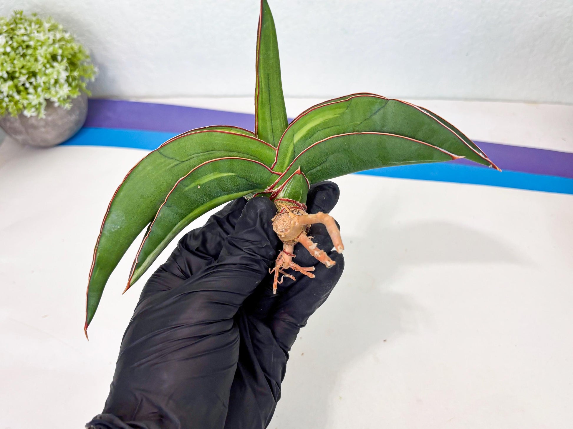 Sansevieria Robusta Var (pb) | Rare imported
