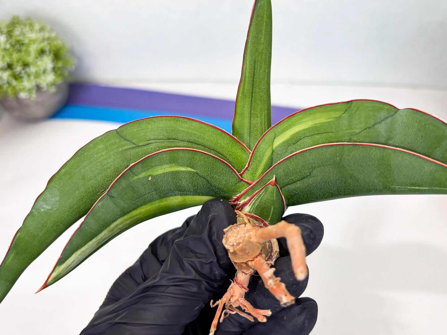 Sansevieria Robusta Var (pb) | Rare imported