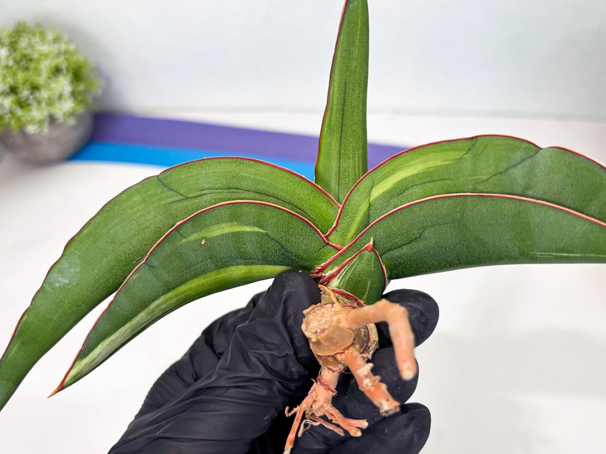 Sansevieria Robusta Var (pb) | Rare imported