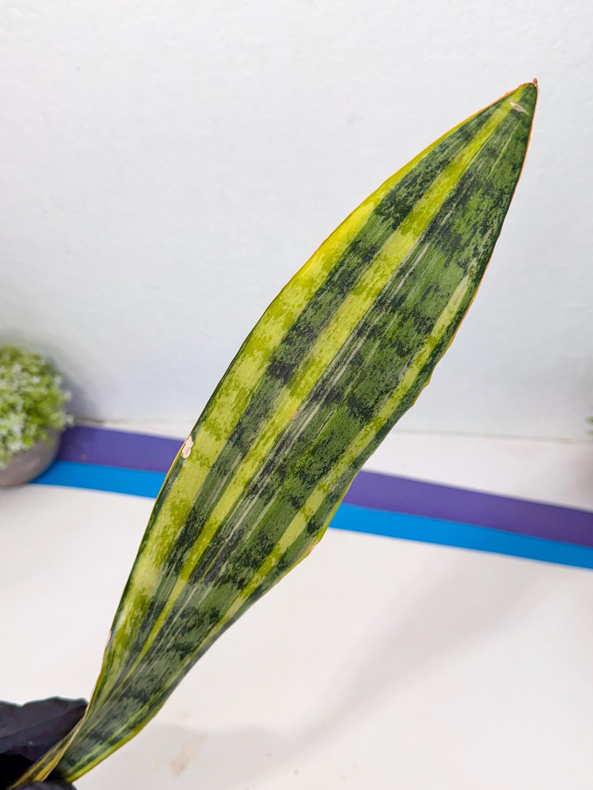 Sansevieria Aubrytiana Var (13) | Only For Advance Grower