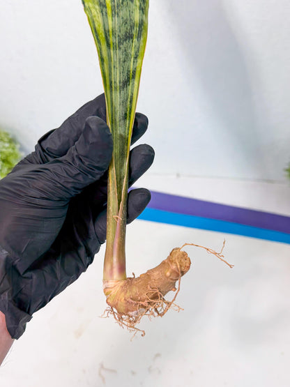Sansevieria Aubrytiana Var (13) | Only For Advance Grower
