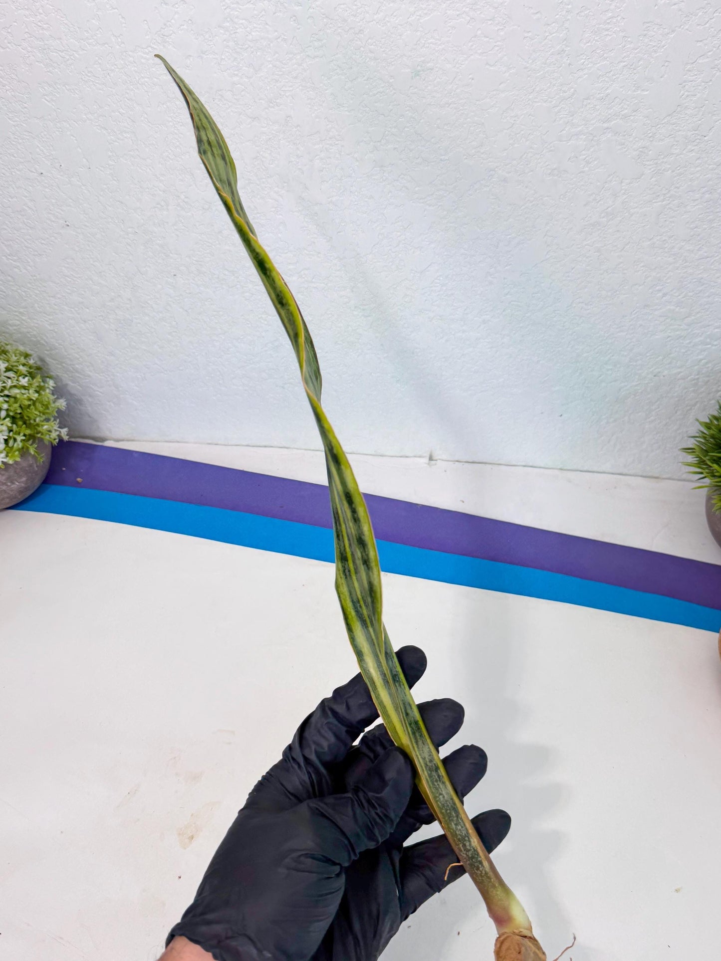 Sansevieria Aubrytiana Var (13) | Only For Advance Grower