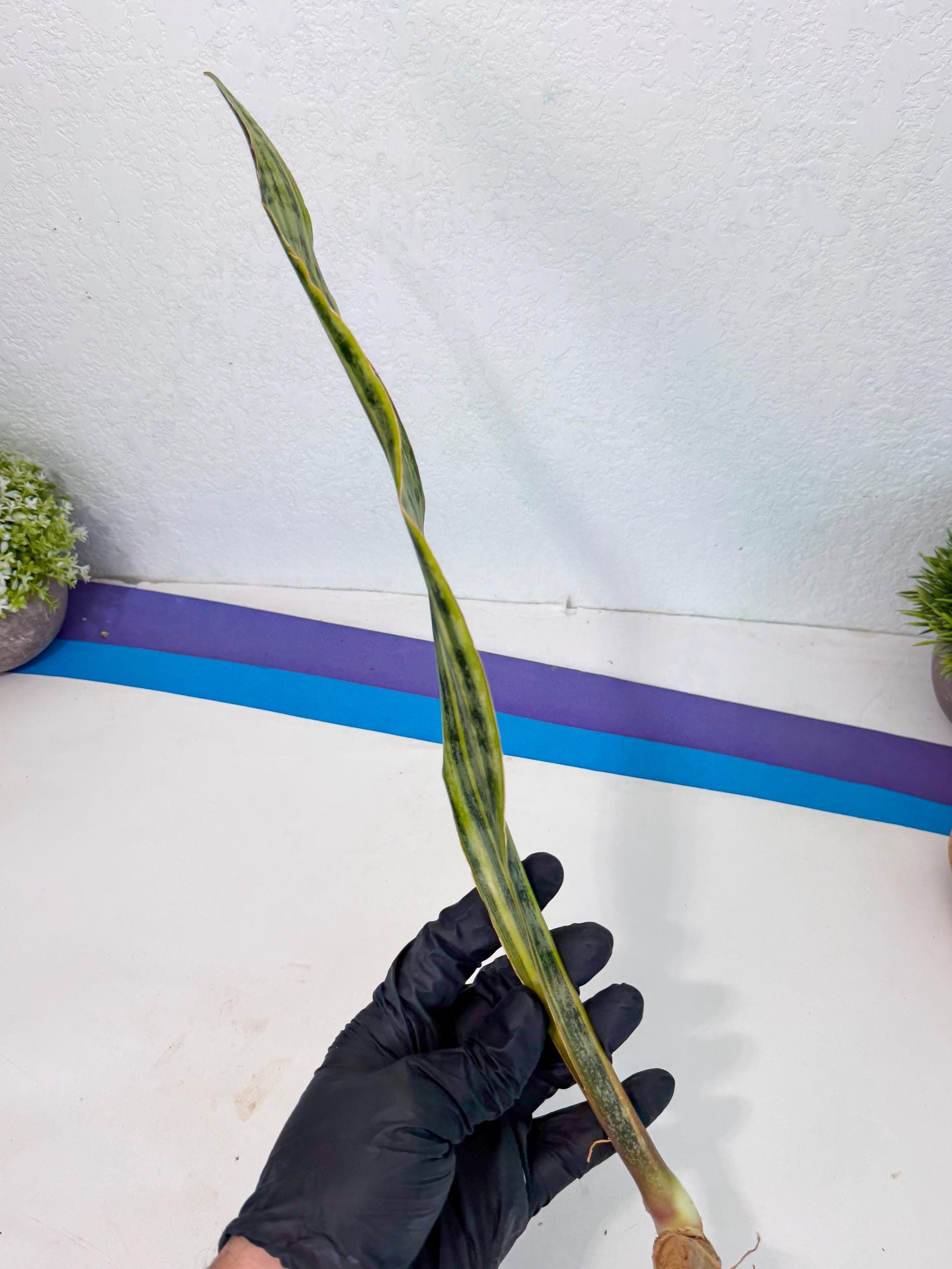 Sansevieria Aubrytiana Var (13) | Only For Advance Grower