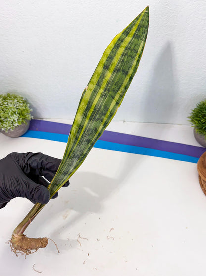 Sansevieria Aubrytiana Var (13) | Only For Advance Grower