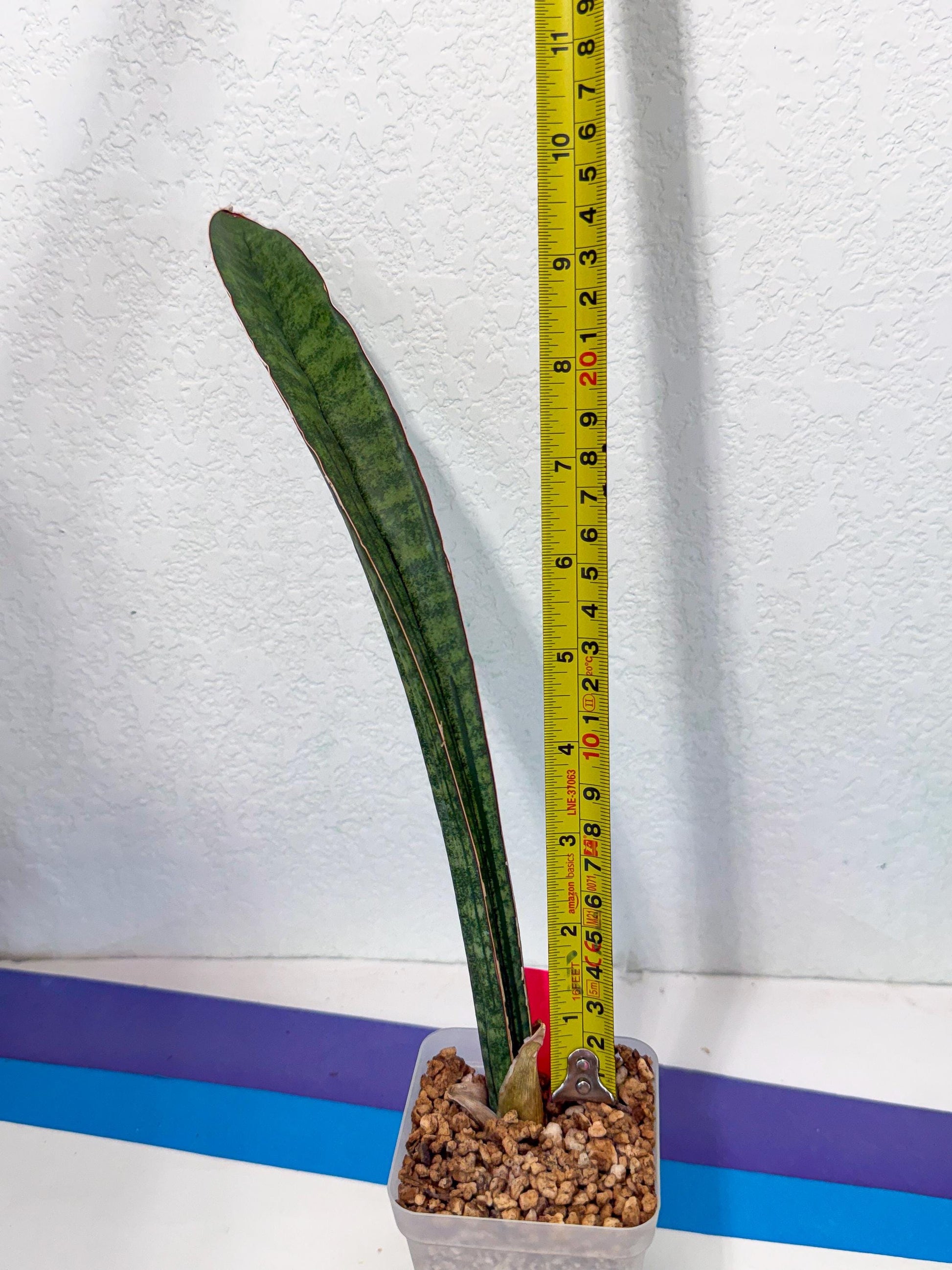 Sansevieria sinus-simiorum CG09 (p) | Imported Plant