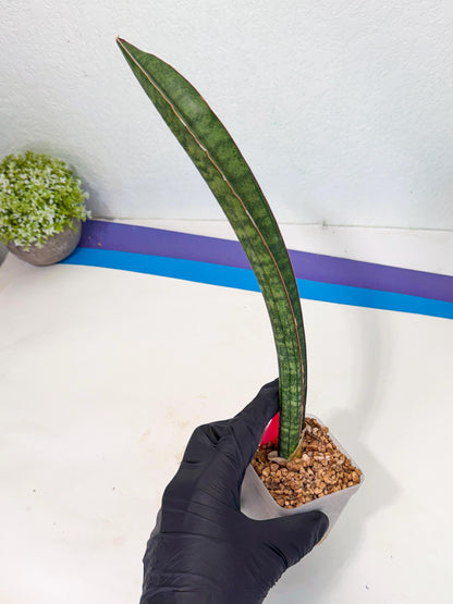 Sansevieria sinus-simiorum CG09 (p) | Imported Plant