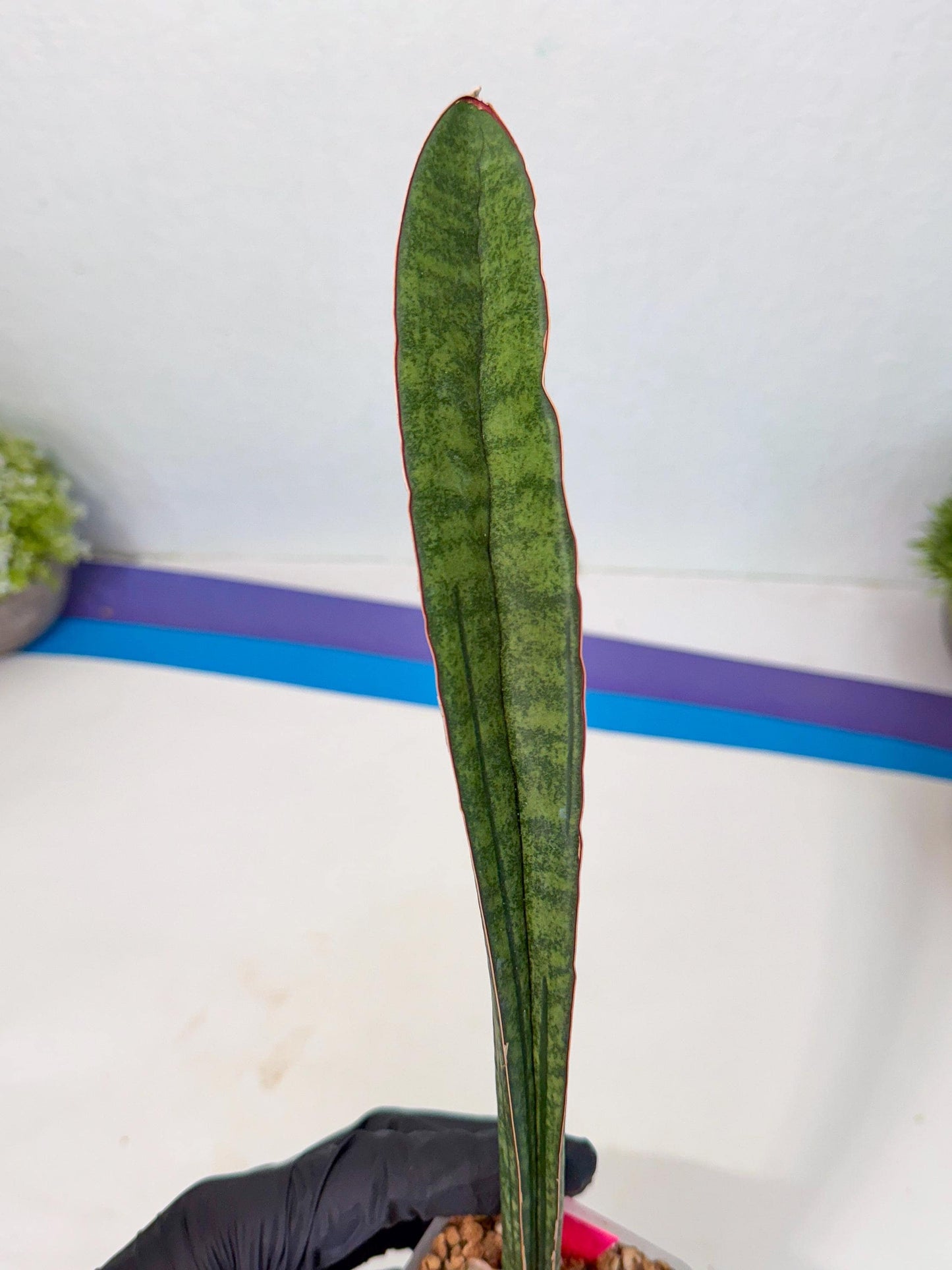 Sansevieria sinus-simiorum CG09 (p) | Imported Plant