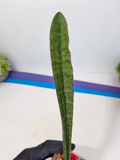 Sansevieria sinus-simiorum CG09 (p) | Imported Plant
