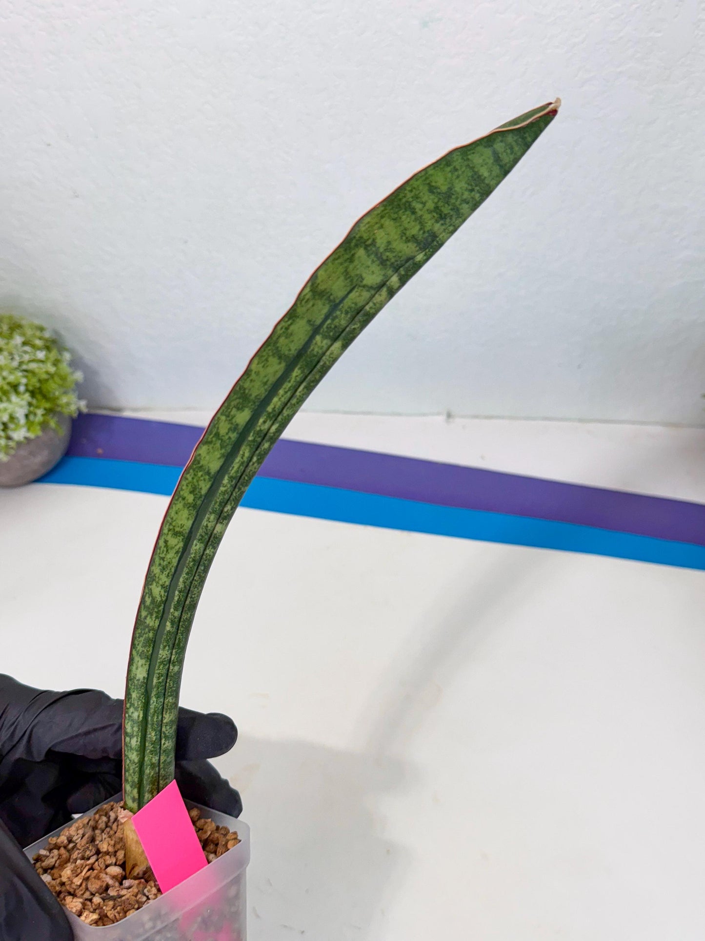 Sansevieria sinus-simiorum CG09 (p) | Imported Plant