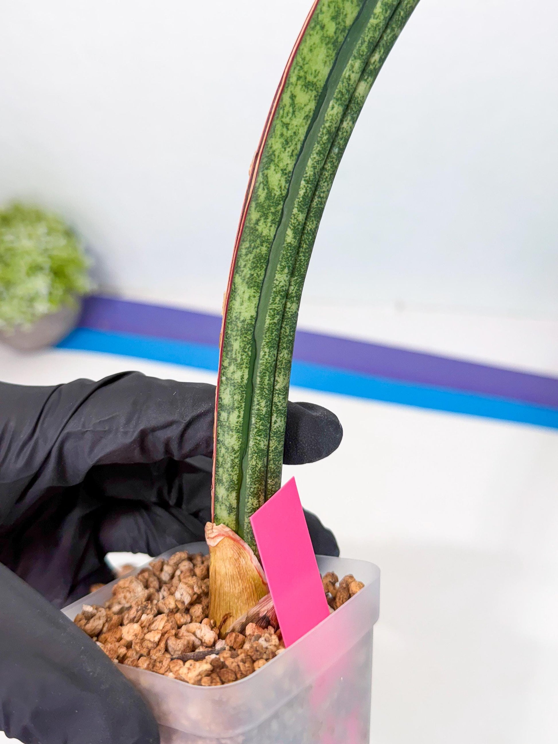Sansevieria sinus-simiorum CG09 (p) | Imported Plant