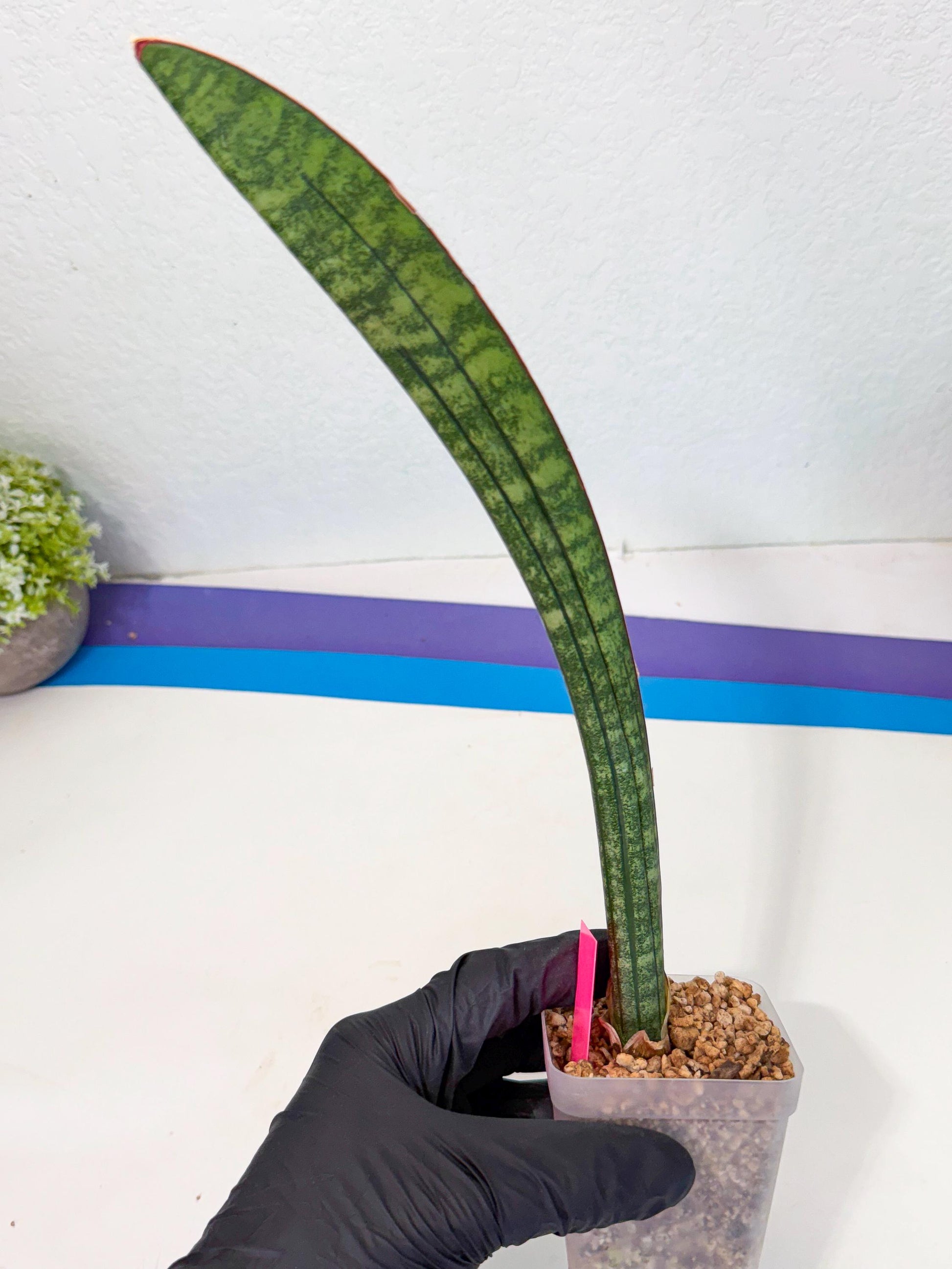 Sansevieria sinus-simiorum CG09 (p) | Imported Plant