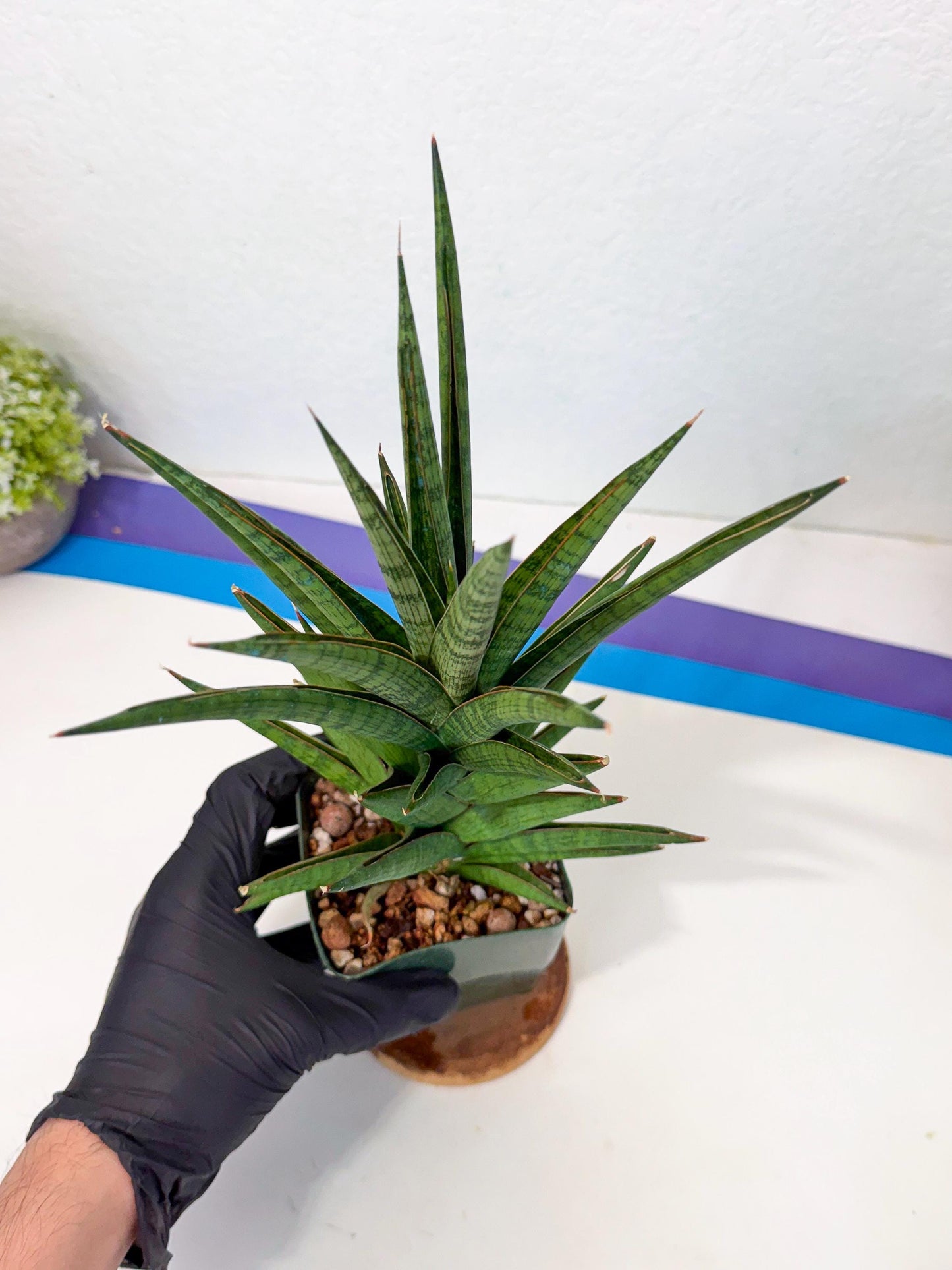 Sansevieria Rock Man (XL1) (b) | Rare Hybrids