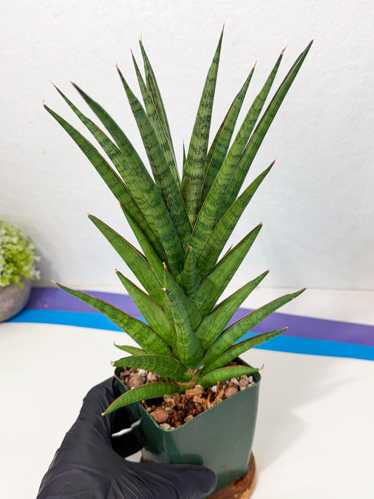 Sansevieria Rock Man (b) | Rare Hybrids
